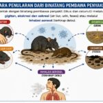 Waspada! Hantavirus Sudah Masuk Indonesia
